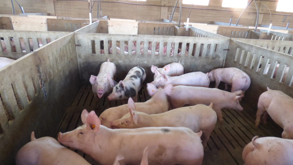 ASAJA cuestiona la normativa de gestión de purines