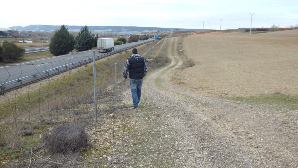 Daños conejos junto a autovía Asaja Palencia
