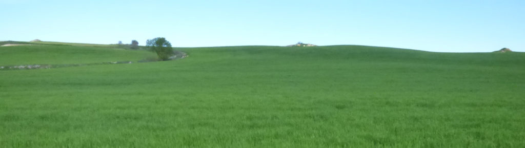 Asaja Palencia. Imagen de un campo de cereal