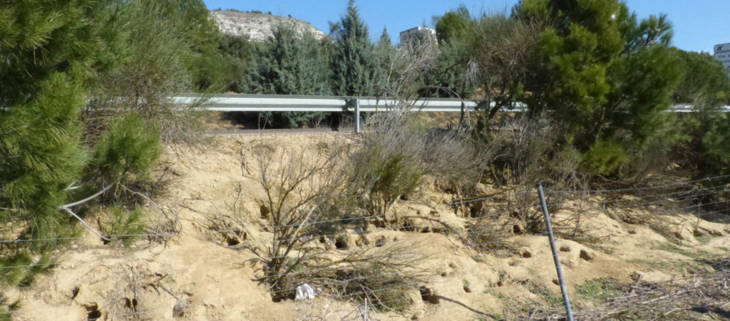 Daños de los conejos en agricultura, huras en las autovías. Foto Asaja Palencia