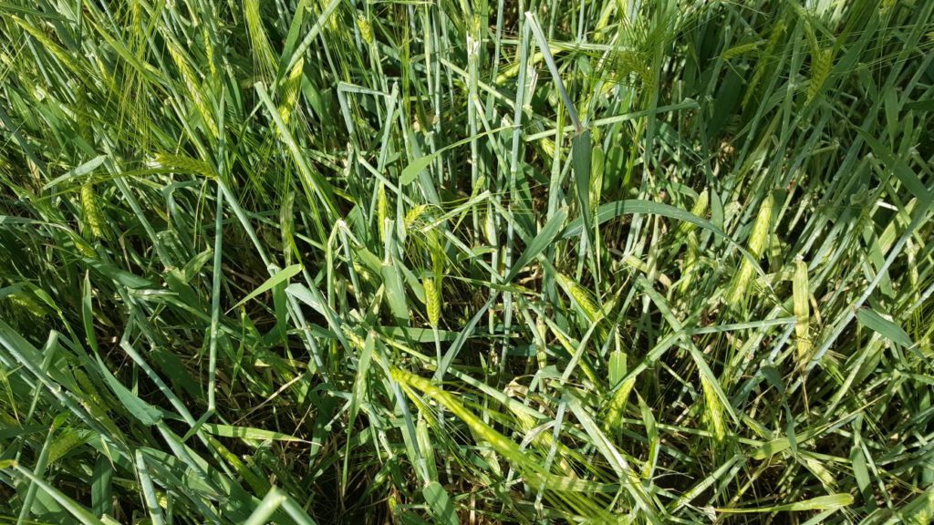 cebada apedreada. foto Asaja Palencia