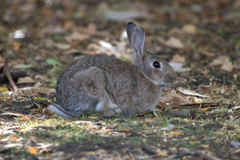 ASAJA VALLADOLID pone a disposición de los afectados por la plaga de conejos sus Servicios Jurídicos