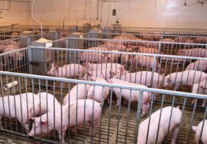 ASAJA pide a la Junta que convoque ya la ayuda al seguro de retirada de cadáveres animales