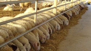 Desánimo en el sector ovino tras varios meses de caídas consecutivas en el precio de la leche