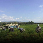 El pimentón de Candeleda