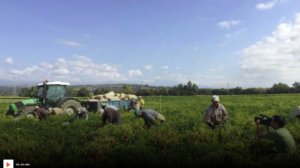 El pimentón de Candeleda