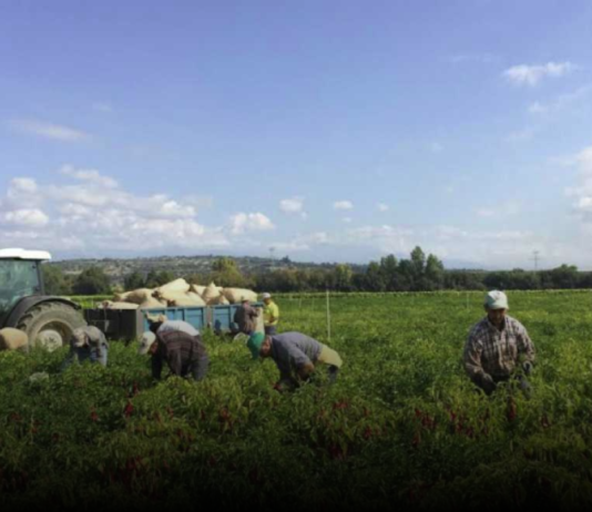 Aquí la Tierra – El pimentón de Candeleda El pimentón de Candeleda