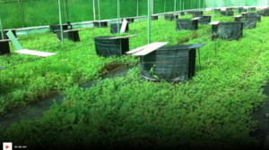 Granja caracoles en Gredos