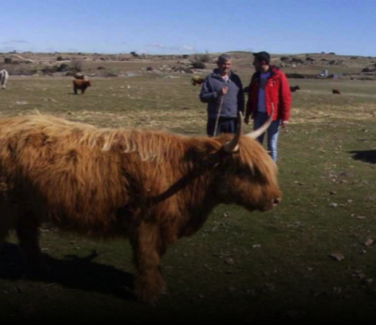 Aquí la tierra – Vacas highlands de Ávila Vacas Highlands en Avila