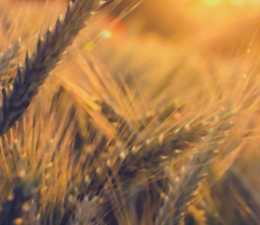 La confederación de organizaciones agrarias de ámbito europeo COPA, de la que ASAJA forma parte, ha invitado a las agricultoras europeas a presentar candidaturas a la edición de 2018 del premio a la innovación. Órganos de Gobierno