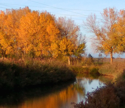 Abierta la solicitud de ayudas a la restauración de daños a los bosques causados por incendios