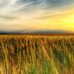 Mercadillo: Compra · Venta · Trabajo TRIGAL