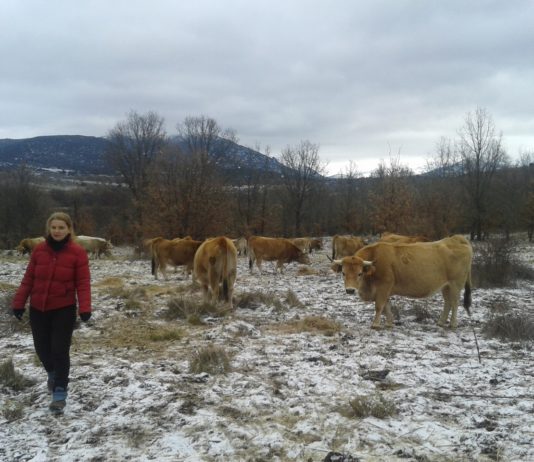 ASAJA consigue que el vacuno de carne sea sector estratégico La ayuda a los jóvenes agricultores ha sido la mitad de lo que había prometido la consejera de agricultura