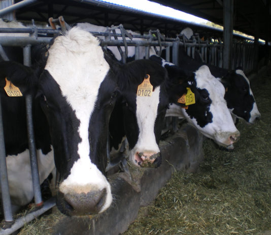ASAJA denuncia que los ganaderos del resto de Europa tienen un margen de 3 céntimos por litro de leche para competir con los españoles ASAJA denuncia que los ganaderos del resto de Europa tienen un margen de 3 céntimos por litro de leche para competir con los españoles