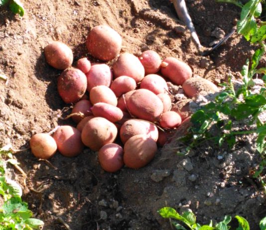 Cosecha de patata de calidad, pero con menor rendimiento