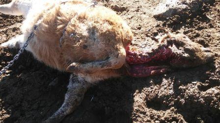 ASAJA ÁVILA DENUNCIA DOS NUEVOS ATAQUES DE LOBOS EN EL BARCO-PIEDRAHÍTA Y EN TORNADIZOS DE ÁVILA