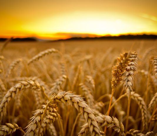 ¡¡¡ NO TE LA JUEGUES !!!, ASEGURA TU COSECHA