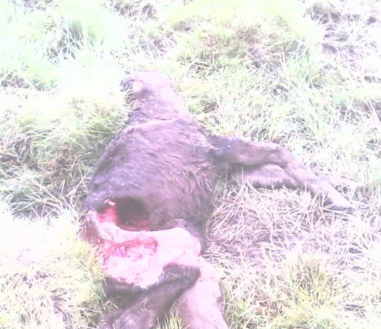 Los lobos matan un ternero en Villatoro