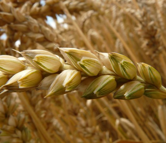 Agricultura pide a los agricultores que vigilen la presencia de insectos en el cereal