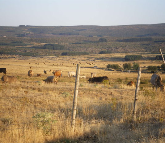 ASAJA pide a Medio Ambiente un mayor apoyo a programas en montes que favorezcan el pastoreo y prevengan incendios