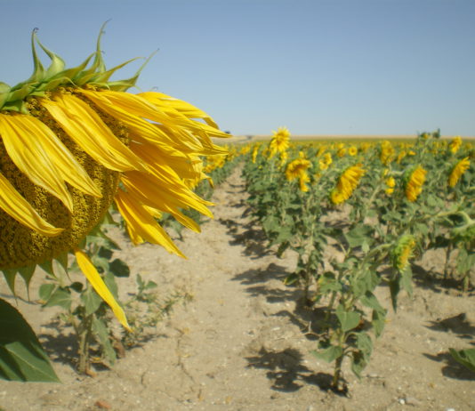 ASAJA-Ávila denuncia el desplome del precio del girasol, de casi 200 euros por tonelada