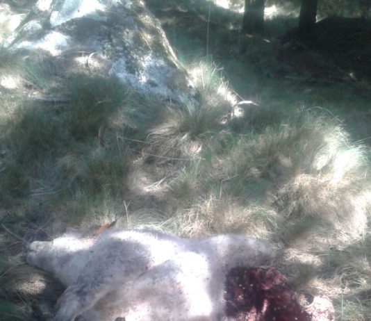 La cabaña ganadera de San Martín del Pimpollar sufre cinco ataques de lobo en los últimos quince días.