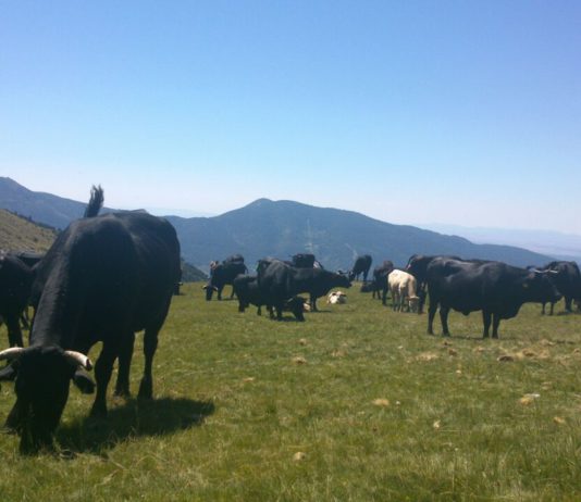 CAMPO ABULENSE 28-12-2017