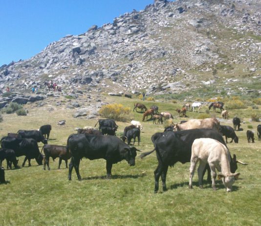 La Insignia de Oro de ASAJA para los ganaderos trashumantes