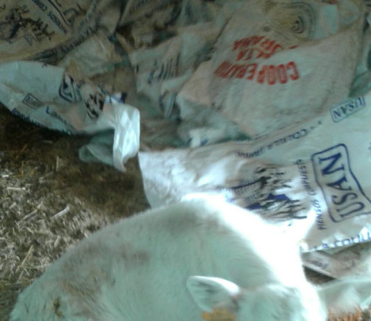 La Junta, obligada a reconocer el incremento de los ataques de lobo al ganado