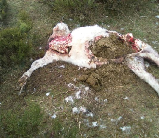 Nuevo ataque de lobos en la Sierra de Gredos