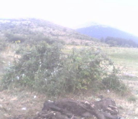 ASAJA de Ávila denuncia nuevos ataques de buitres, esta vez en Gotarrendura y Poveda