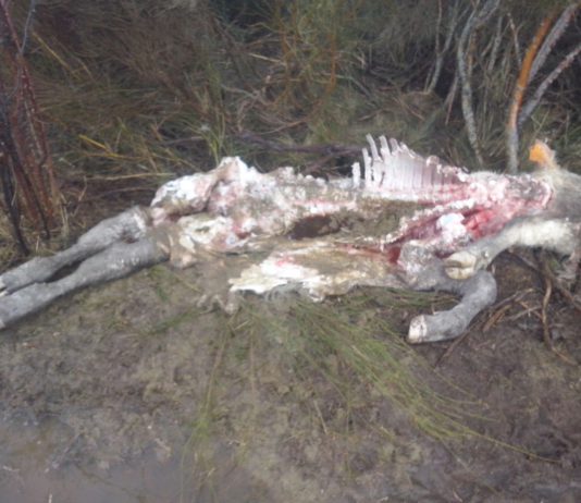 ASAJA Ávila denuncia un nuevo ataque de lobos a la cabaña abulense