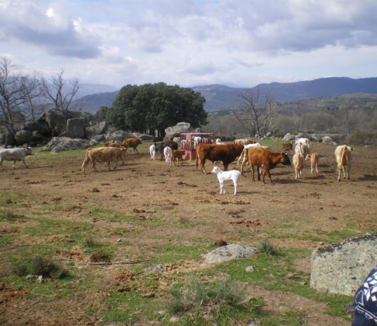 ASAJA CELEBRA QUE SE RECONOZCA EL VALOR DE LA TRASHUMANCIA PERO RECUERDA QUE SE SUSTENTA SOBRE UNA ACTIVIDAD ECONÓMICA QUE PRECISA DE APOYO