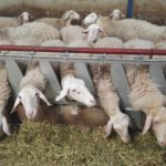 REGISTRO E IDENTIFICACIÓN DE AGENTES DEL SECTOR DE LECHE CRUDA DE OVEJA Y CABRA