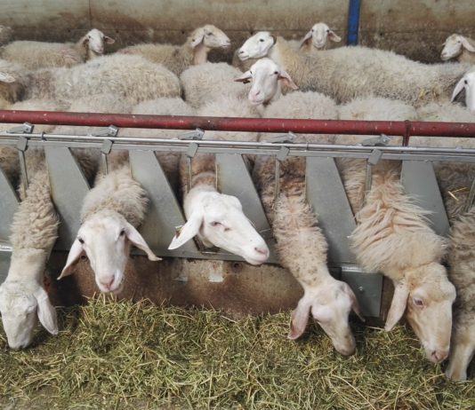 REGISTRO E IDENTIFICACIÓN DE AGENTES DEL SECTOR DE LECHE CRUDA DE OVEJA Y CABRA