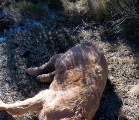 ASAJA denuncia que la Administración no ataja el problema del lobo en la provincia de Ávila