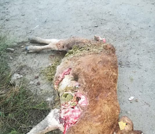 El problema del lobo en Ávila, in crescendo