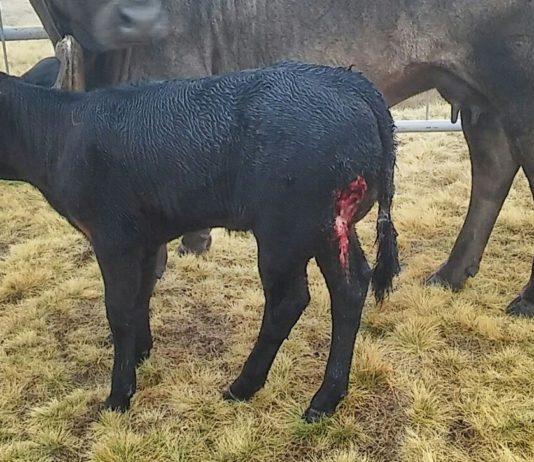 ASAJA DENUNCIA LA MUERTE DE DOS TERNERAS EN SANTIAGO DE TORMES Y PEGUERINOS A CAUSA DE LOS LOBOS