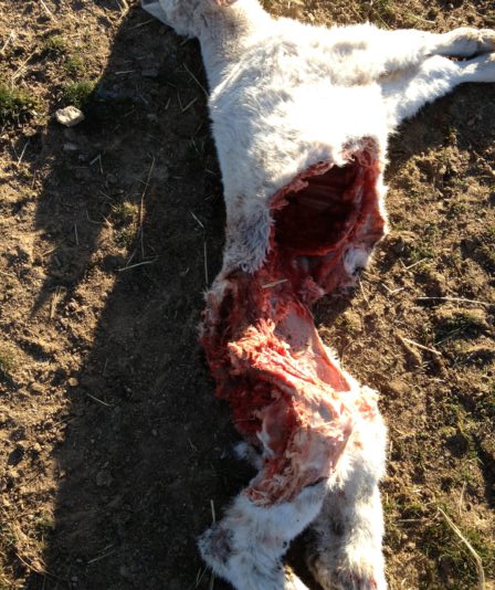 ASAJA denuncia un nuevo ataque de lobos en La Aldea del Rey Niño