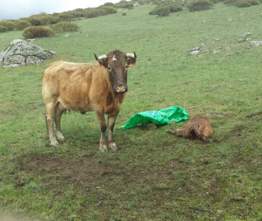 ASAJA de Ávila reclama al consejero de Medio Ambiente que autorice un nuevo control poblacional del lobo