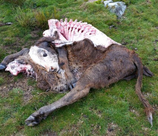 ASAJA de Ávila denuncia un nuevo ataque de lobos con una res muerta en Las Navas del Marqués
