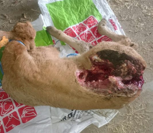 Los lobos matan dos terneros en sendos ataques en Bonilla de la Sierra y Zapardiel de la Cañada