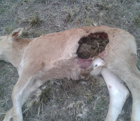 Nuevo ataque de lobos en El Tiemblo