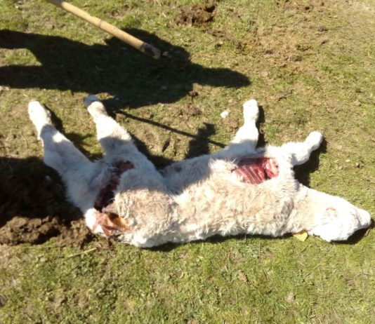 Nuevo ataque de lobos en La Aldehuela