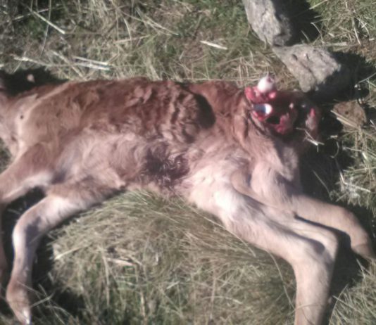 Una explotación de vacuno en extensivo de Peguerinos sufre una nueva lobada