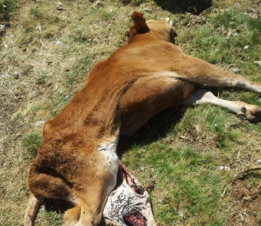 ASAJA-Ávila reclama la puesta en marcha de medidas de protección frente al lobo