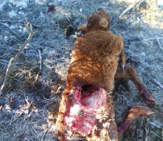 Los lobos atacan de nuevo en San Martín de la Vega del Alberche