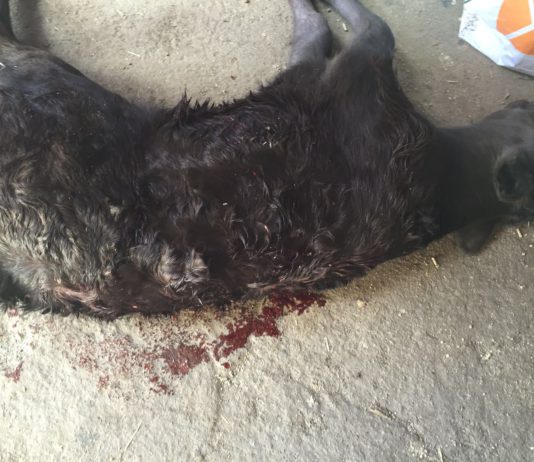 ASAJA de Ávila reclama nuevas autorizaciones para el control de la población de lobo