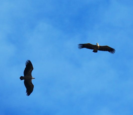 ASAJA Y SEO/BIRDLIFE LAMENTAN QUE LA DESIDIA POLÍTICA ESTÉ DANDO DE LADO A LOS GANADEROS EXTENSIVOS Y PONIENDO EN PELIGRO A LOS BUITRES