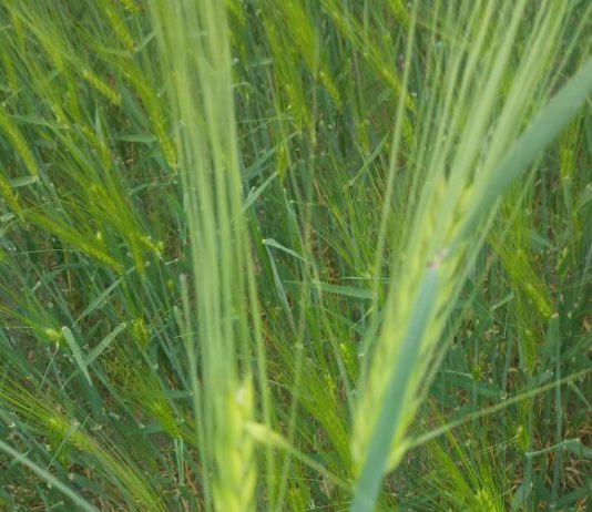 ASAJA de Ávila recomienda la suscripción de un seguro agrario como garantía ante tormentas